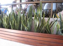 Kwikfynd Indoor Planting
hinton