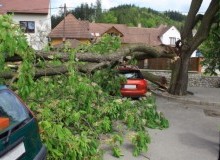 Kwikfynd Tree Cutting Services
hinton