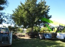Kwikfynd Tree Management Services
hinton