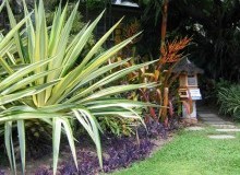 Kwikfynd Tropical Landscaping
hinton